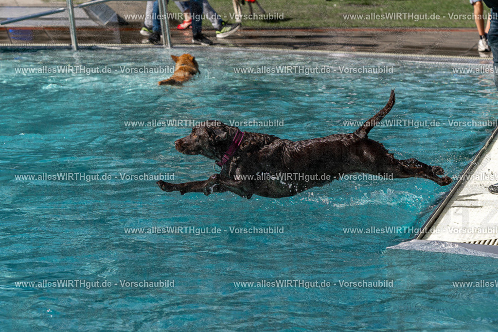 Hundeschwimmen_Volksbad_2026-allesWIRTHgut_Tierfotografie-2609061423-FAY06950 | Professionelle Tierfotografie in Mönchengladbach von Daniel Wirth (allesWIRTHgut). Liebevolle & natürliche Bilder von Hunden & Katzen für unvergessliche Erinnerungen.