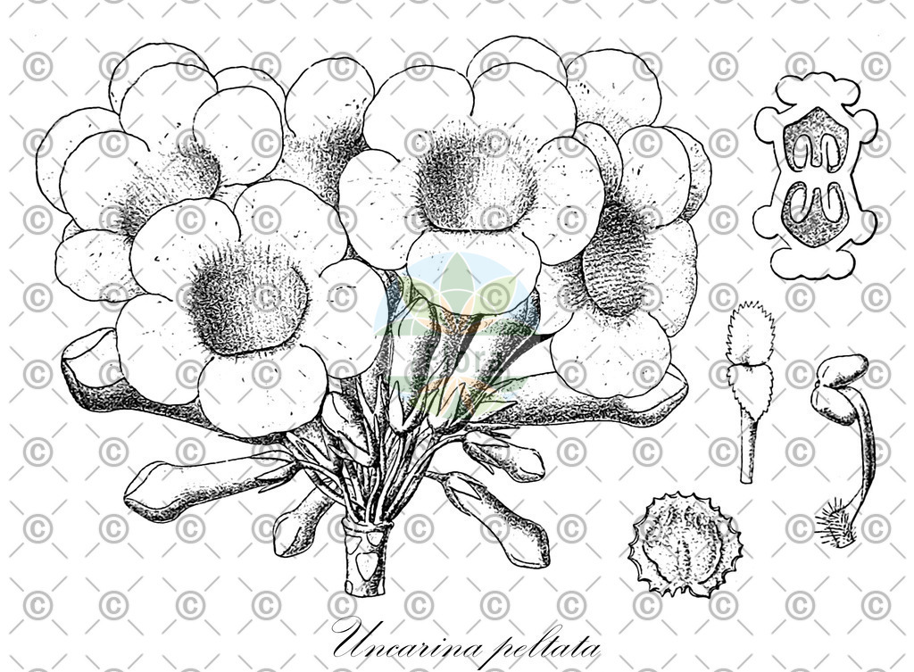 HistAbb_wfo-0000417550_1_ENZY_Simple | Historische Abbildung von Uncarina peltata - Pedaliaceae | Historical Illustration of Uncarina peltata - Pedaliaceae