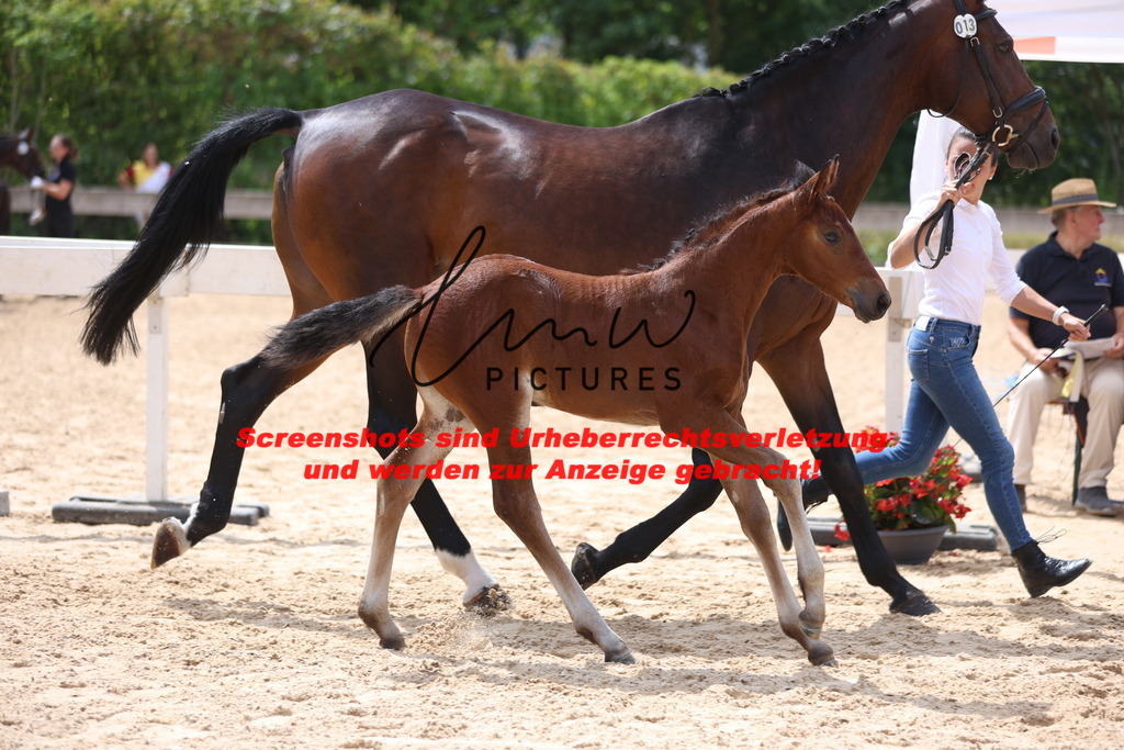 Fohlenschau_Schwäbisch_Hall_dressurbetonte_Fohlen_KN 13_18 | lmwpictures - Realisiert mit Pictrs.com