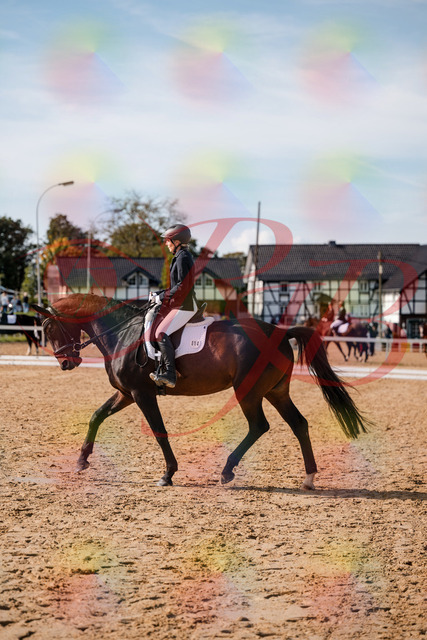 2026_10_03_Siefer-Hof_133502_Z63_94043628 | Professionelle Reitsport-, Turnier- und Eventfotografie von Robert Broda. Galerien mit ausgewählten und bearbeiteten Bildern direkt online ansehen und bestellen.