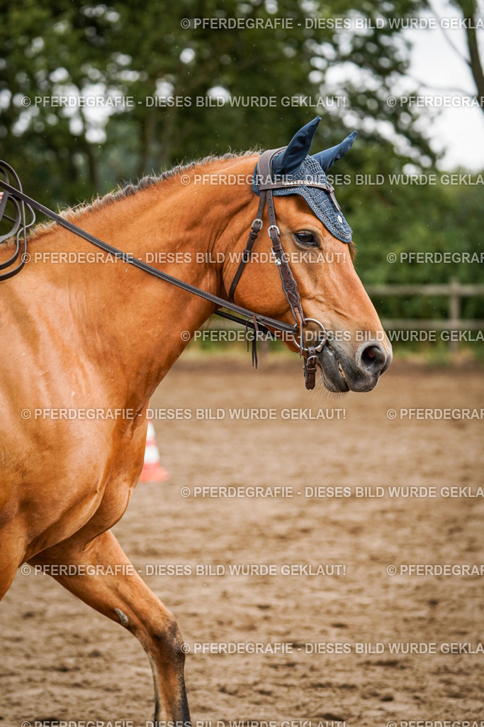 DSC04504 | Pferdegrafie