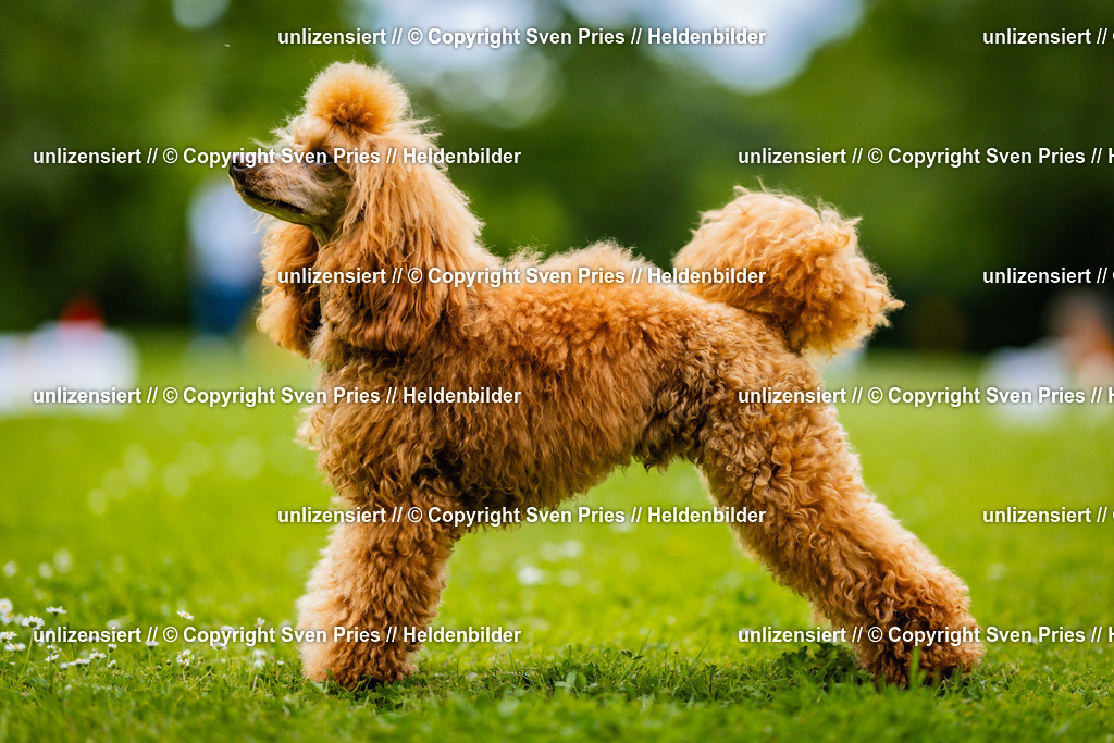 Sven Pries | 2025-05-29 - Pudelrennen KA-Durlach - Realisiert mit Pictrs.com