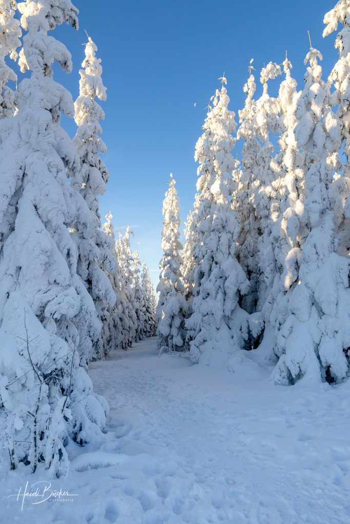 Winterlandschaft mit verschneiten Bäumen | Schneebedeckte Tannen auf dem Kahlen Asten bei Winterberg - Realisiert mit Pictrs.com