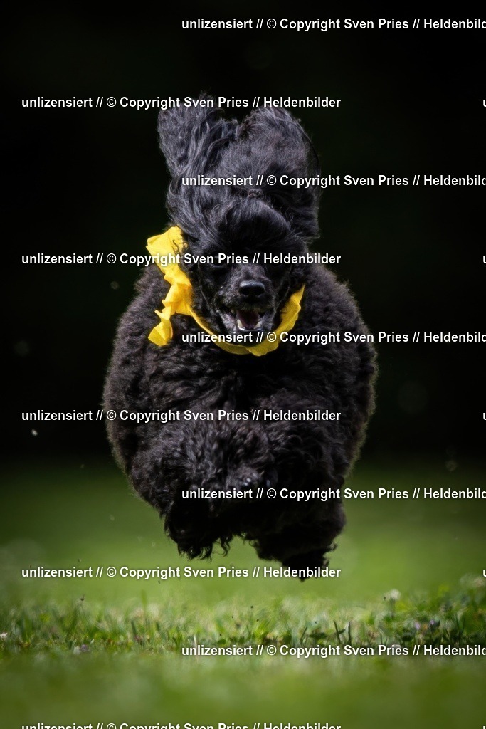 Sven Pries | 19. Allgemeines Hunderennen Karlsruhe Durlach - Realisiert mit Pictrs.com