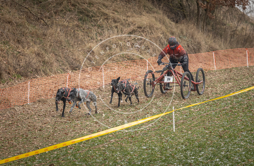 Pfotenfotografie_DV3A7902 | Hundefotografie, Tierfotograf, Pfotenfotografie, Fotoshooting Hund, Hunde Portrait, Hundesport, Hundeportraits, Heideshooting, Hunde, Sportfotograf, Hundefotograf, Turnierhundsport, THS,  - Realisiert mit Pictrs.com