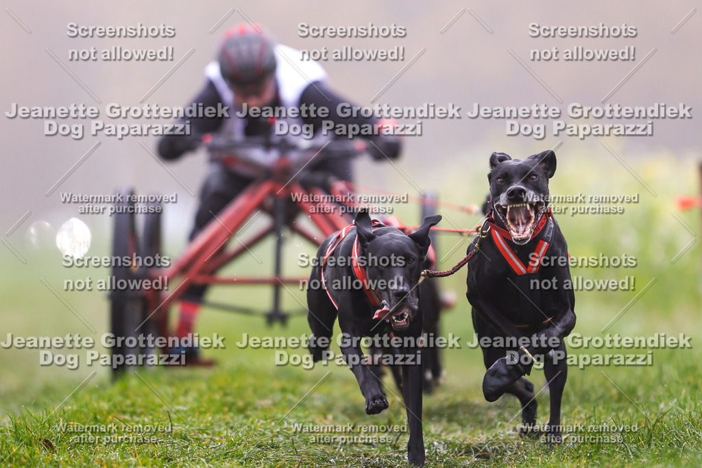 Dog Paparazzi - Visbeck 25 -3 | Dog Paparazzi Jeanette Grottendiek Fotografie & Videografie - Realisiert mit Pictrs.com