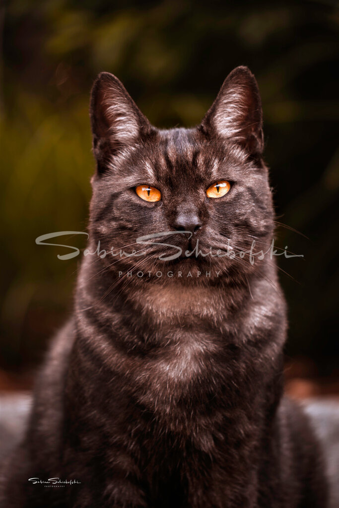 Rosi_DSCF8961 | People- und Tierfotografie, Imageaufnahmen, Veranstaltungsfotografie und Wandbilder aus der Natur ★ Made in Germany ✔️ Druck + Downloads ✔️ Naturfotografie in Top Qualität ★ schneller Versand, weltweite Lieferung! - Realisiert mit Pictrs.com