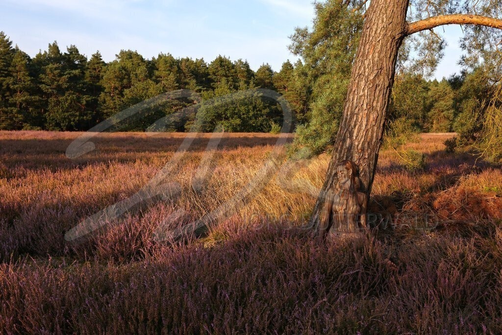 NatureArt-HEIDEBÄUME_0238b | In der Heide sitzend | #004 | Modell: Tina | Foto: Alexander Große-Strangmann - Realisiert mit Pictrs.com