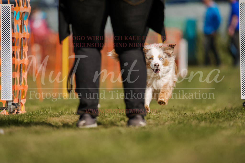 20250928_Hunderennen-374 | MuT (Mensch und Tier) mit Mona - Fotografie und Tierkommunikation - Realisiert mit Pictrs.com