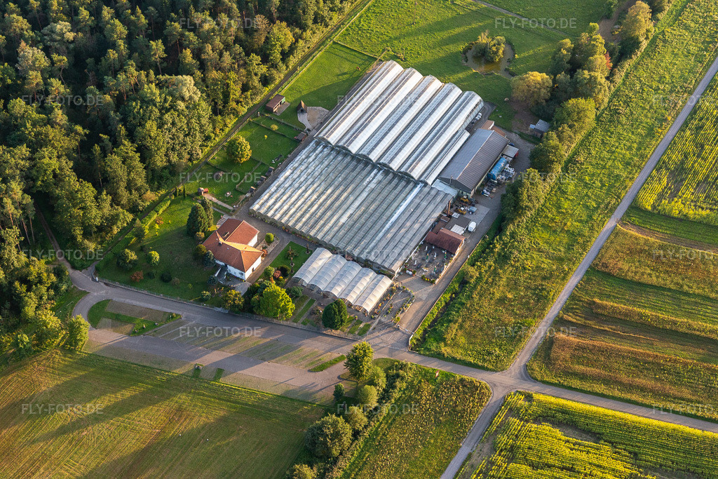Luftbild: Kakteenland Steinfeld in Steinfeld im Bundesland Rheinland-Pfalz in Deutschland. Foto: IMG_129372.jpg vom 12.09.2021 durch Werner Riehm/FLY-FOTO.de