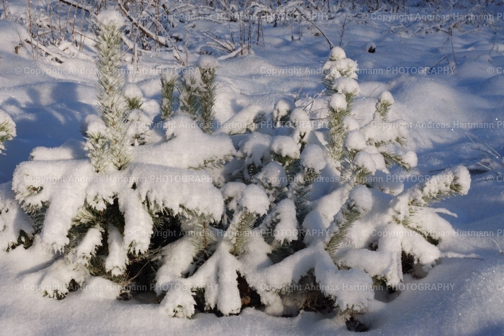 Winterimpressionen | Winterimpressionen Junge Kiefernbäume - Realisiert mit Pictrs.com