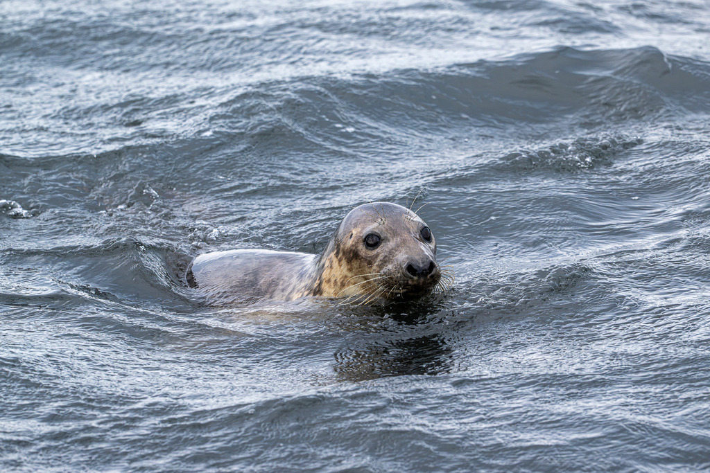 Schwimmende Kegelrobbe vor Texel: Kopf lugt aus den Wellen der Nordsee | Eine Kegelrobbe schwimmt im bewegten Meerwasser vor der niederländischen Insel Texel und streckt ihren Kopf aufmerksam aus den Nordseewellen. Die Nahaufnahme fängt den wachsamen Blick und die glänzenden Augen des Meeressäugers mitten in seinem natürlichen Lebensraum ein. Das Bild eignet sich hervorragend für redaktionelle Berichte über die Tierwelt des Wattenmeers, Artenschutz, marine Ökosysteme, Umweltthemen sowie Nordseetourismus und Naturfotografie in den Niederlanden. - Realisiert mit Pictrs.com