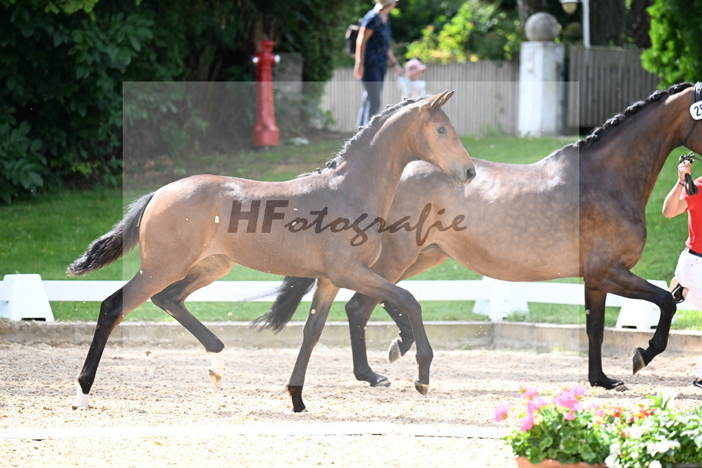 Kat-Nr. 25 Va Bene x Romeo_SF_Eder_29250818 | hf-fotografie - Realisiert mit Pictrs.com