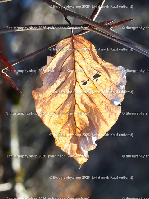 titusgraphy_P4055928-vz-ln | titusgraphy-shop: Geschenkideen mit Qualitätsfotos. titusgraphy-shop: gift ideas with quality photos. titusgraphy-shop: idées cadeaux avec photos de qualité.  - Realisiert mit Pictrs.com