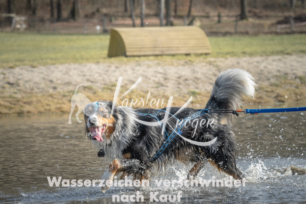 1047_ZZ99962 | kk-dogfotos