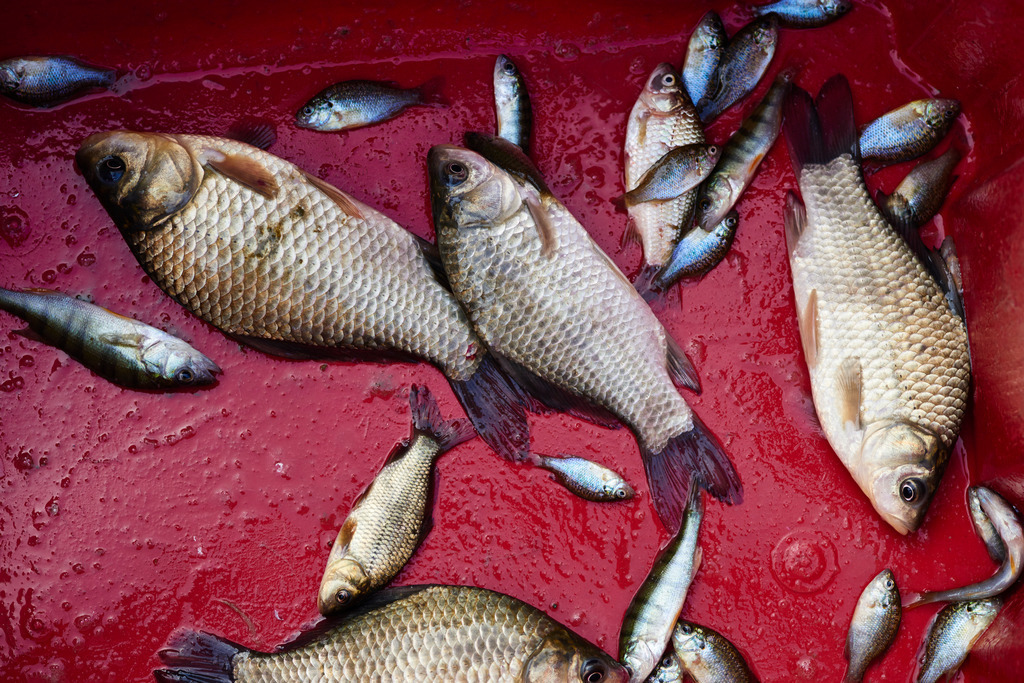Gefangene Fische im roten Kuebel | San Feliciano, Italien - August 31, 2016: Gefangene Fische im roten Kuebel. - Realisiert mit Pictrs.com