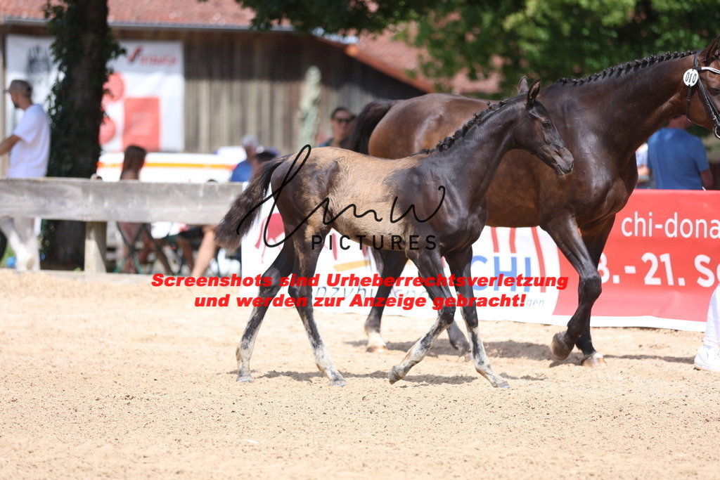 Fohlenschau_Schwäbisch_Hall_dressurbetonte_Fohlen_KN 10_15 | lmwpictures - Realisiert mit Pictrs.com