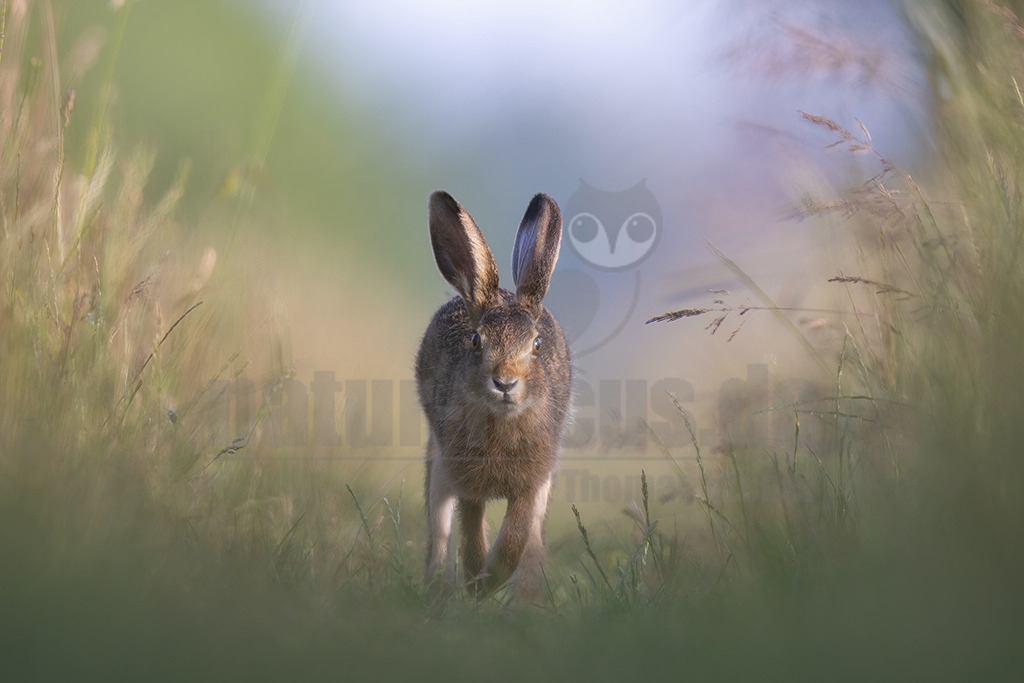 20220615181422-12 | Der Feldhase, kurz auch Hase genannt, ist ein Säugetier aus der Familie der Hasen. Die Art besiedelt offene und halboffene Landschaften. Das natürliche Verbreitungsgebiet umfasst weite Teile der südwestlichen Paläarktis; durch zahlreiche Einbürgerungen kommt der Feldhase heute jedoch auf fast allen Kontinenten vor. - Realisiert mit Pictrs.com
