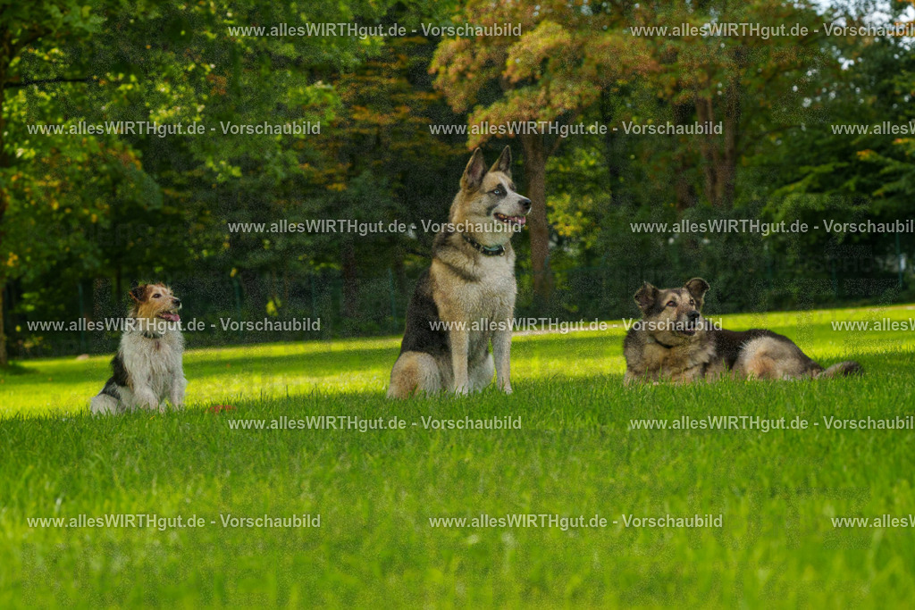 Hundeschwimmen_Grefrath_2026-allesWIRTHgut_Tierfotografie-11_37-FAY08394 | Professionelle Tierfotografie in Mönchengladbach von Daniel Wirth (allesWIRTHgut). Liebevolle & natürliche Bilder von Hunden & Katzen für unvergessliche Erinnerungen.