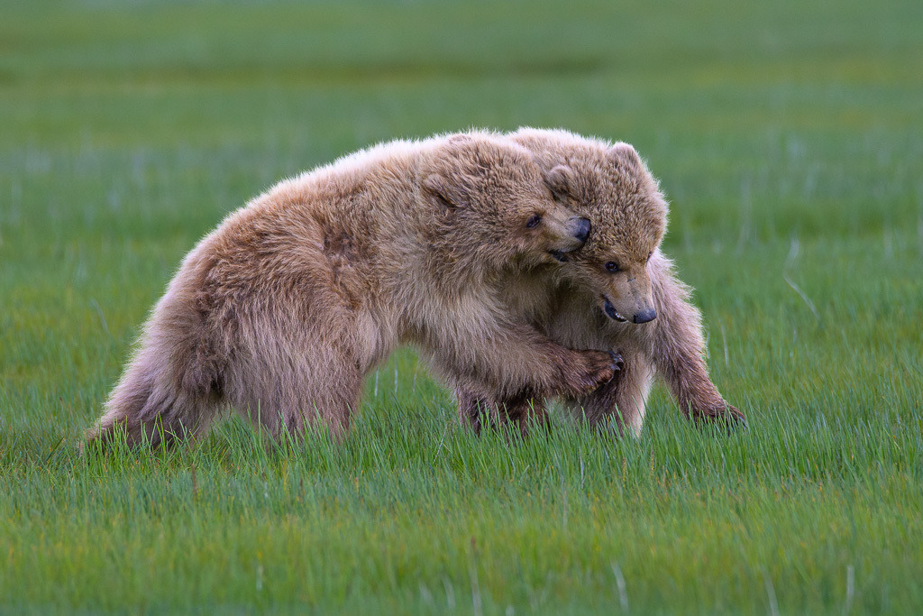 Alaska | Braunbären im Katmai National Park. - Realisiert mit Pictrs.com
