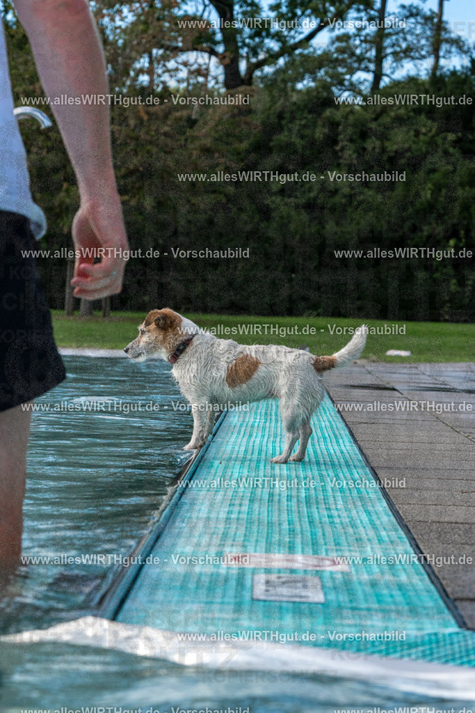 Hundeschwimmen_Volksbad_2026-allesWIRTHgut_Tierfotografie-2609061500-FAY07062 | Professionelle Tierfotografie in Mönchengladbach von Daniel Wirth (allesWIRTHgut). Liebevolle & natürliche Bilder von Hunden & Katzen für unvergessliche Erinnerungen.