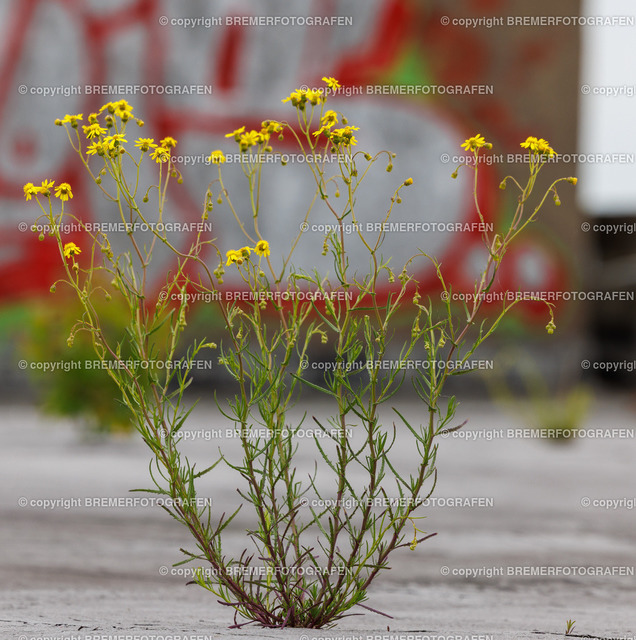 1H0A5617 | Eine Hommage an Bremen. Einzigartige Fotografien und Drohnenaufnahmen von Bremer Fotografen zum Staunen und auch zum Kaufen.