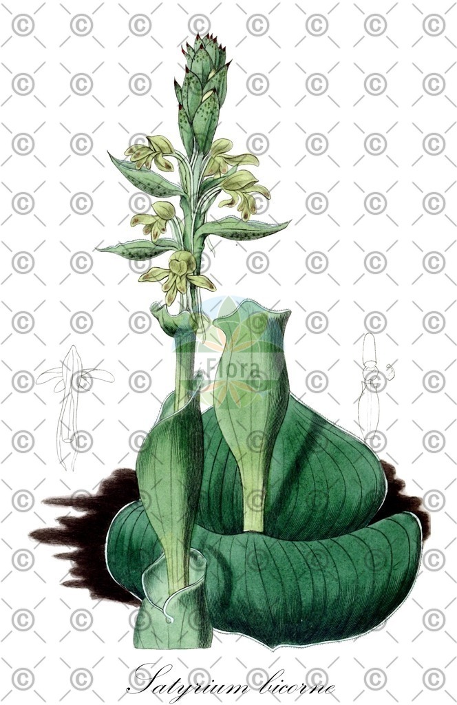 HistAbb_wfo-0001174952_1_ENZY_Simple | Historische Abbildung von Satyrium bicorne - Orchidaceae | Historical Illustration of Satyrium bicorne - Orchidaceae