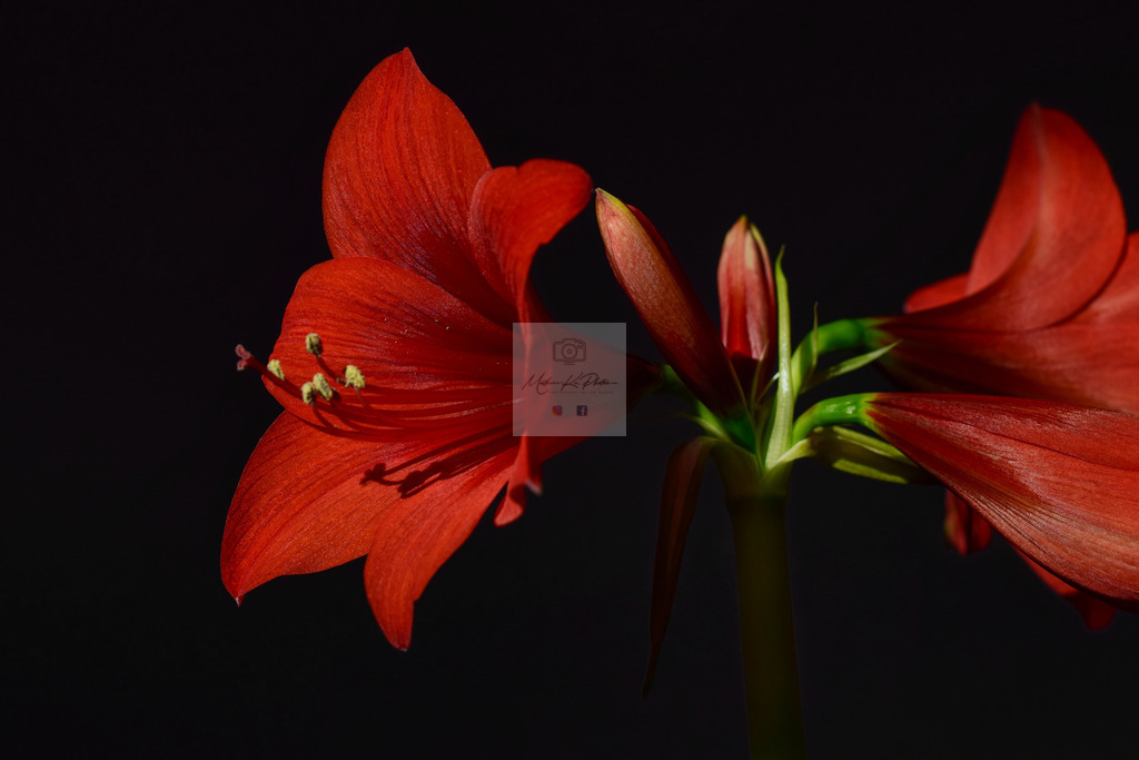 Makro - floral (15) | Buche Fotoshootings und entdecke hochwertige Fotoprodukte bei Mathias Ku Photos. Personalisiert, kreativ & mit Liebe zum Detail. Jetzt informieren! - Realisiert mit Pictrs.com