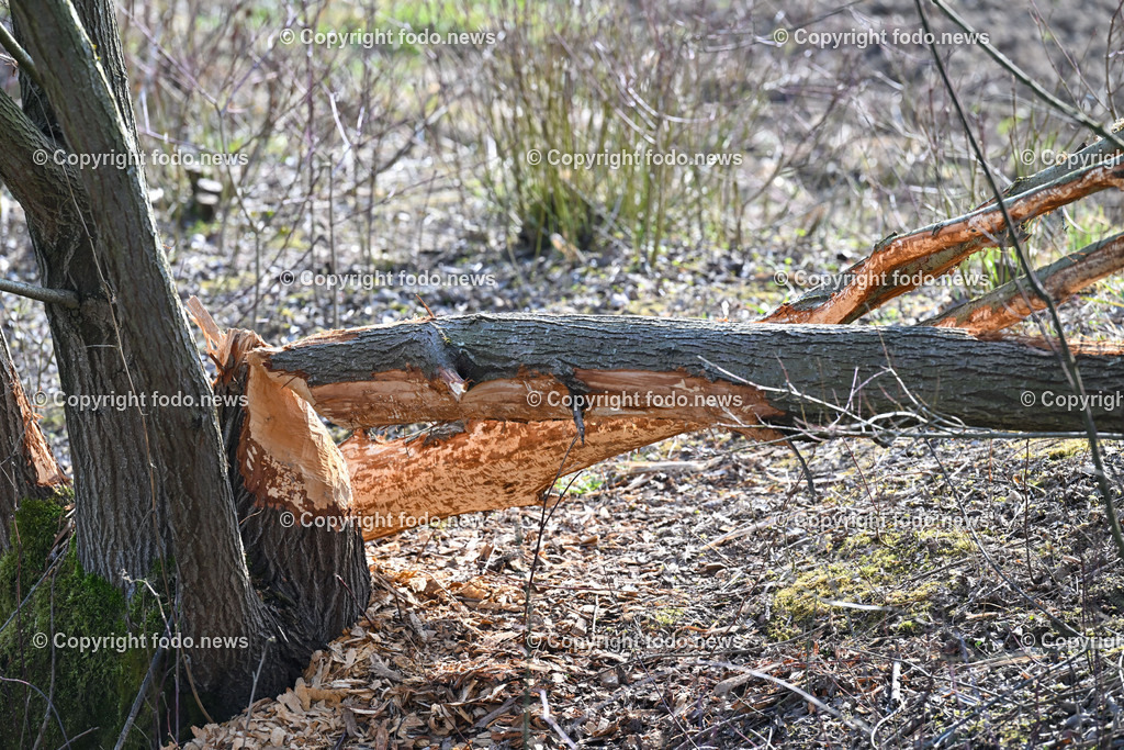 Katzing_ Dörnbach_ Biberdamm_ 07.03.2023-12 | 07.03.2023, Doernbach, AUT, Katzing, Doernbach, Biberdamm, im Bild Biberbiss 