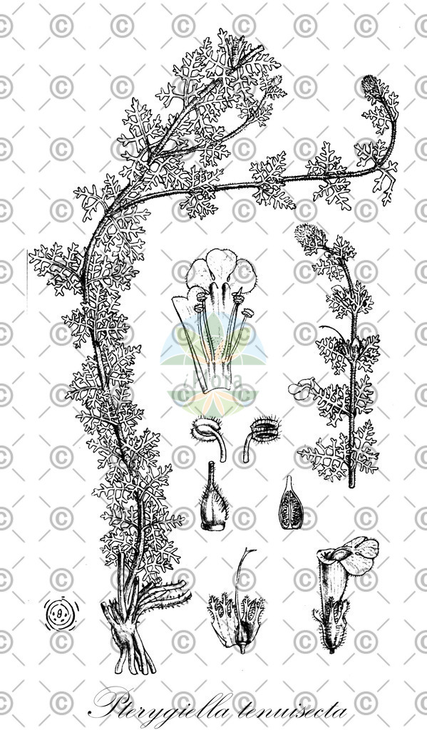 HistAbb_wfo-0000288654_1_ENZY_Simple | Historische Abbildung von Pterygiella tenuisecta - Orobanchaceae | Historical Illustration of Pterygiella tenuisecta - Orobanchaceae