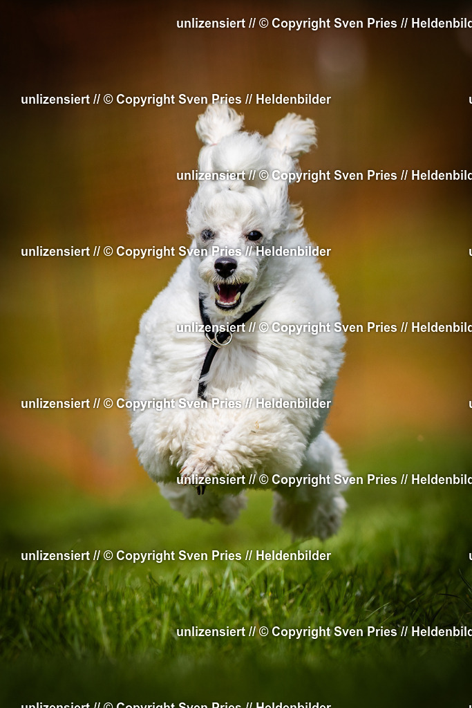 Sven Pries | 2025-04-13 - Hunderennen Baden-Baden - Realisiert mit Pictrs.com