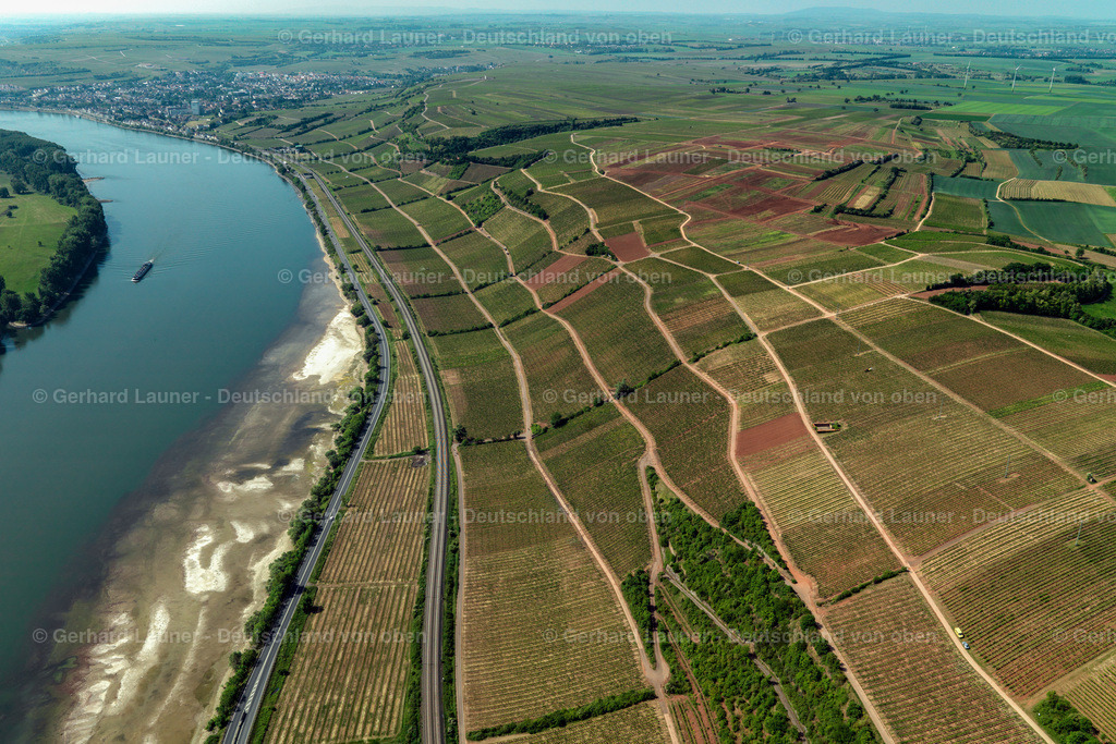 3134050 | Weinbergean den Hängen am Rhein bei Nierstein