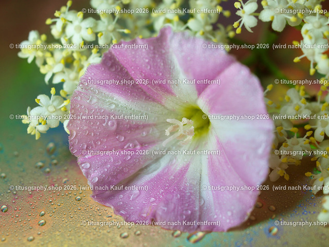 titusgraphy_P6227864-vz-ln | titusgraphy-shop: Geschenkideen mit Qualitätsfotos. titusgraphy-shop: gift ideas with quality photos. titusgraphy-shop: idées cadeaux avec photos de qualité.  - Realisiert mit Pictrs.com