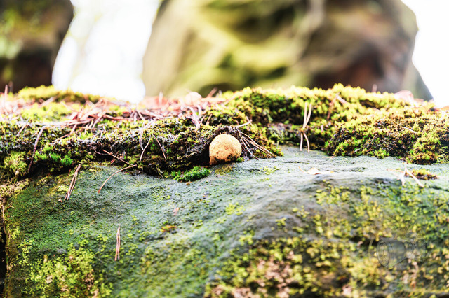 DSC_2901-10 | Shop für Prints Landschaftsfotografie Sächsische Schweiz Naturfotografie in Thüringen Fotos vom Findlingspark Nochten Kloster Sankt Marienstern Bilder Festung Königstein PanoramaRhododendronpark Kromlau FotogalerSchleswig-Holstein Küstenlandschaften