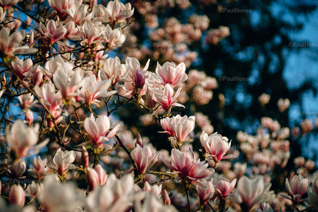 20220324_PaulHense_S0045_DSC03548 | paulhense - Realisiert mit Pictrs.com