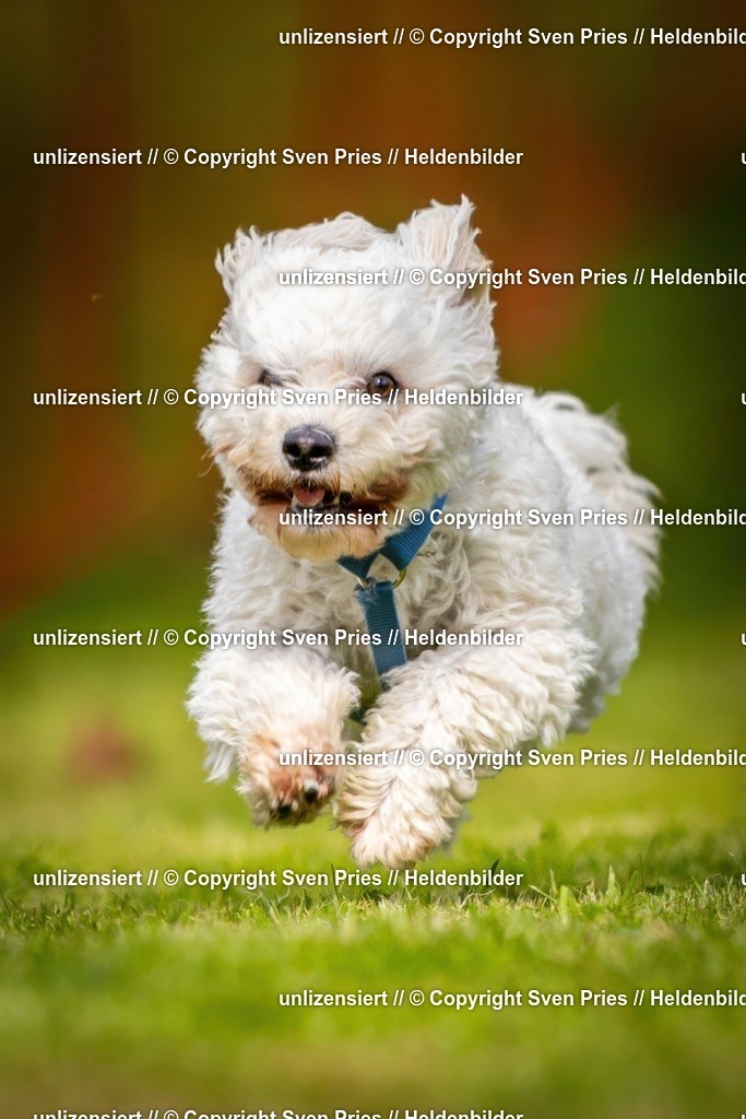 Sven Pries | 2024-09-22 - Hunderennen Baden-BadenPudelverein - Realisiert mit Pictrs.com