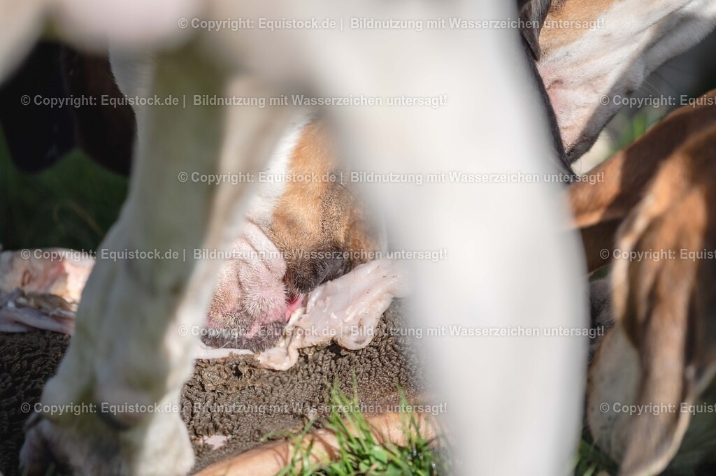 20251011_Jagd-Marbach_0666 | Foto: Thomas Hartig