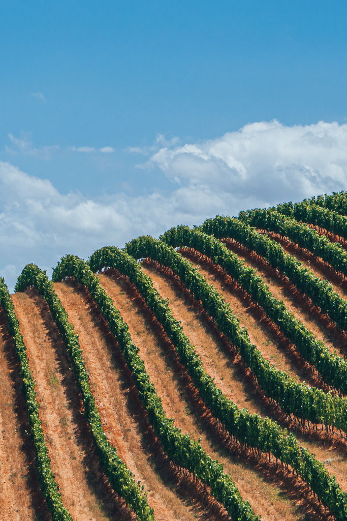 Weinberge in Stellenbosch | Weinberge in Stellenbosch - Realisiert mit Pictrs.com