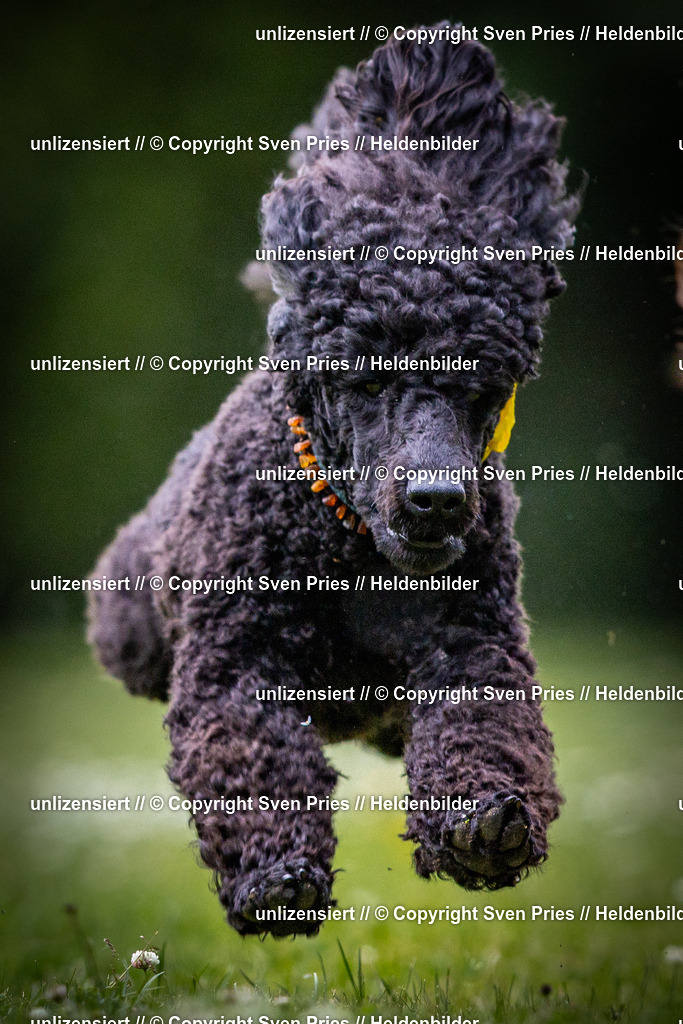 Sven Pries | 2025-05-29 - Pudelrennen KA-Durlach - Realisiert mit Pictrs.com