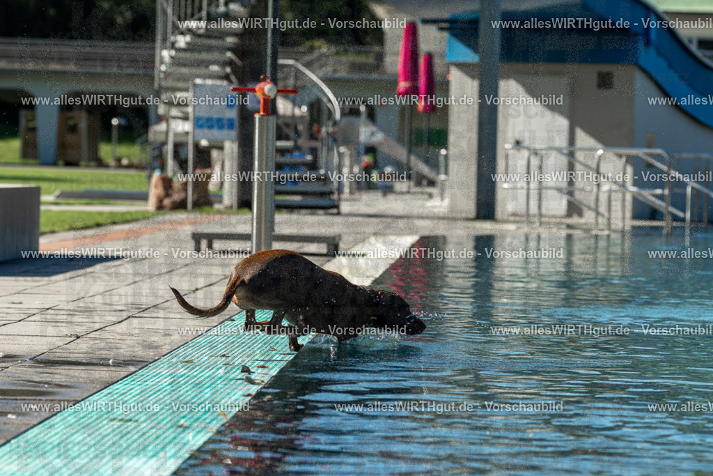 Hundeschwimmen_Volksbad_2026-allesWIRTHgut_Tierfotografie-2609061035-094518-7R509009 | Professionelle Tierfotografie in Mönchengladbach von Daniel Wirth (allesWIRTHgut). Liebevolle & natürliche Bilder von Hunden & Katzen für unvergessliche Erinnerungen.