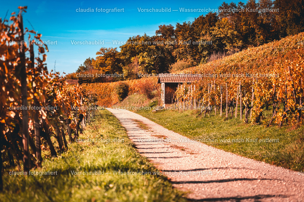 19_20221017_Rebberg_Weiningen__CMI9426.jpg_cmi | 15.10.2022: Inland; Weiningen;
Wanderweg durch die Rebbergen in Weiningen, Zuerich
(Claudia Minder/claudia-fotografiert)