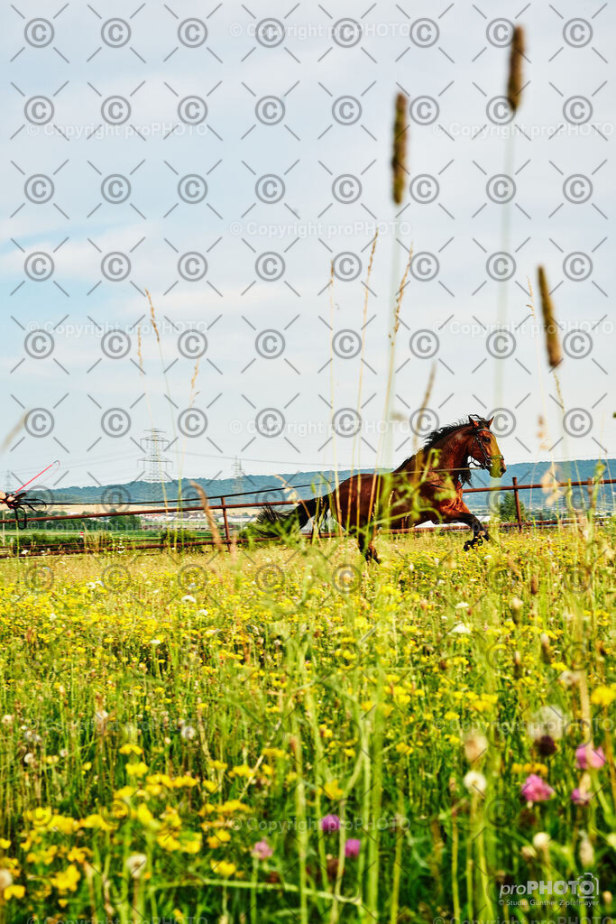 288_202406_Nicki-Herodes_NZ9_0204 | proPHOTO - Realisiert mit Pictrs.com