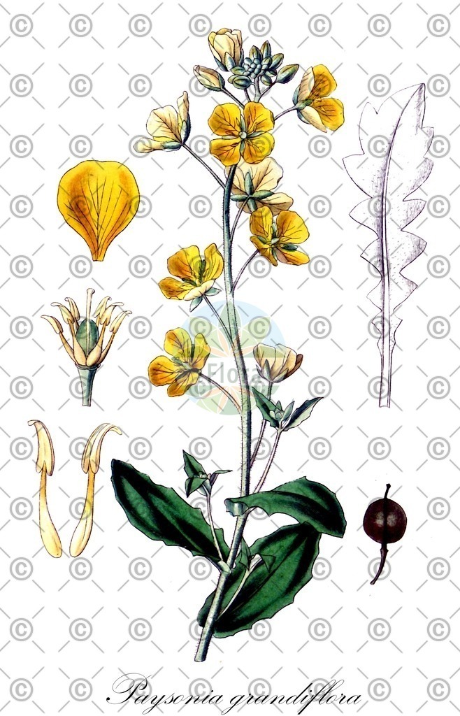 HistAbb_wfo-0001059682_1_ENZY_Simple | Historische Abbildung von Paysonia grandiflora - Brassicaceae | Historical Illustration of Paysonia grandiflora - Brassicaceae