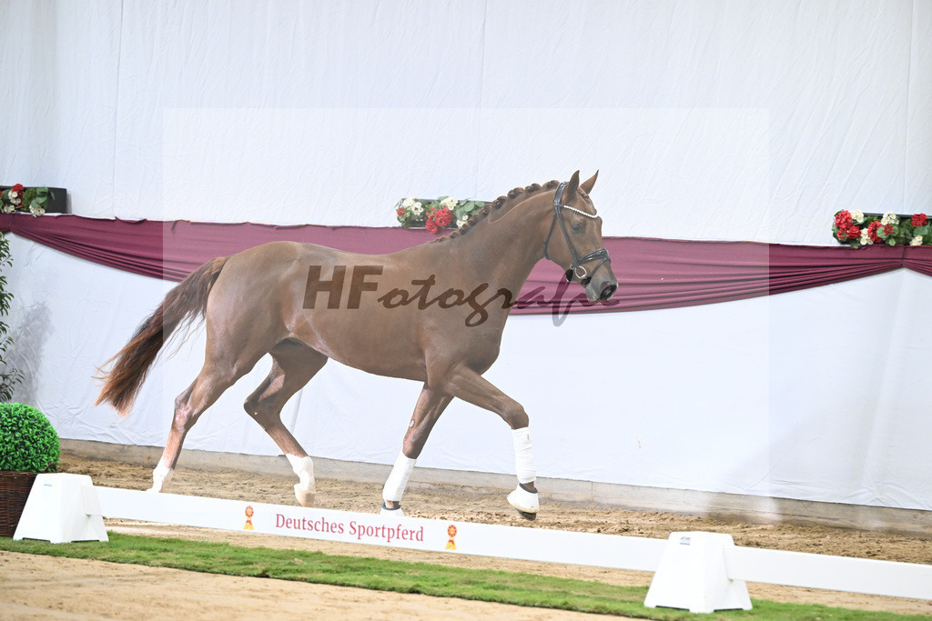 Kat-Nr. 49 Johnny Depp x San Amour I_MH Pferdezucht u. -sport GmbH_47251836 | hf-fotografie - Realisiert mit Pictrs.com