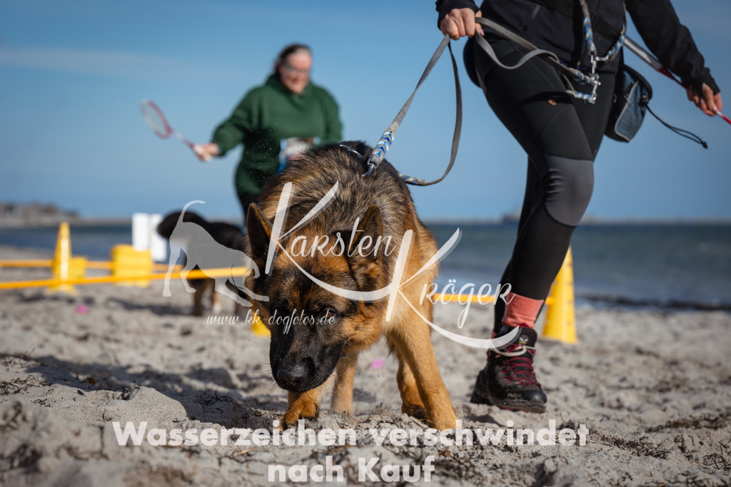 1351_ZZ94043 | kk-dogfotos