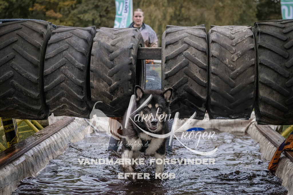 1706_ZZ94947 | kk-dogfotos