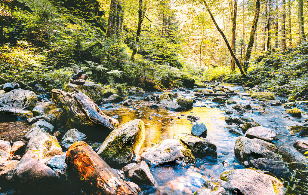 Ein märchenhafter Bach im Mischwald von Todtmoos, Schwarzwald,moosige Steine und Totholz | Das Bild zeigt einen idyllischen, von moosigen Steinen und Totholz gesäumten Gebirgsbach, der stark an den Schwarzwald erinnert.Ein flacher, klarer Bach mit moosbewachsenen Steinen und alten Baumstämmen im Uferbereich.Dichter Mischwald mit Farnen und Laubbäumen am Hang.Lichtstimmung: Warmes, durch die Bäume einfallendes Sonnenlicht, das eine märchenhafte Atmosphäre erzeugt - Realisiert mit Pictrs.com