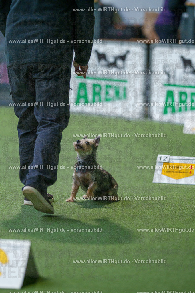 7R506155 | Professionelle Tierfotografie in Mönchengladbach von Daniel Wirth (allesWIRTHgut). Liebevolle & natürliche Bilder von Hunden & Katzen für unvergessliche Erinnerungen.