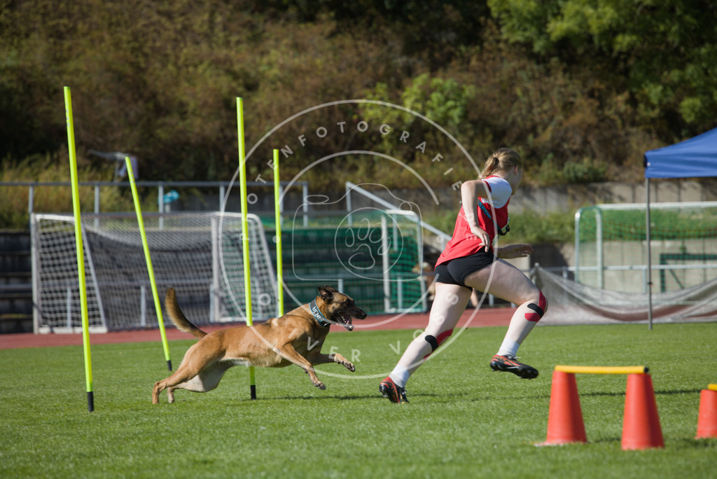 0L8A7549 | Hundefotografie, Tierfotograf, Pfotenfotografie, Fotoshooting Hund, Hunde Portrait, Hundesport, Hundeportraits, Heideshooting, Hunde, Sportfotograf, Hundefotograf, Turnierhundsport, THS,  - Realisiert mit Pictrs.com