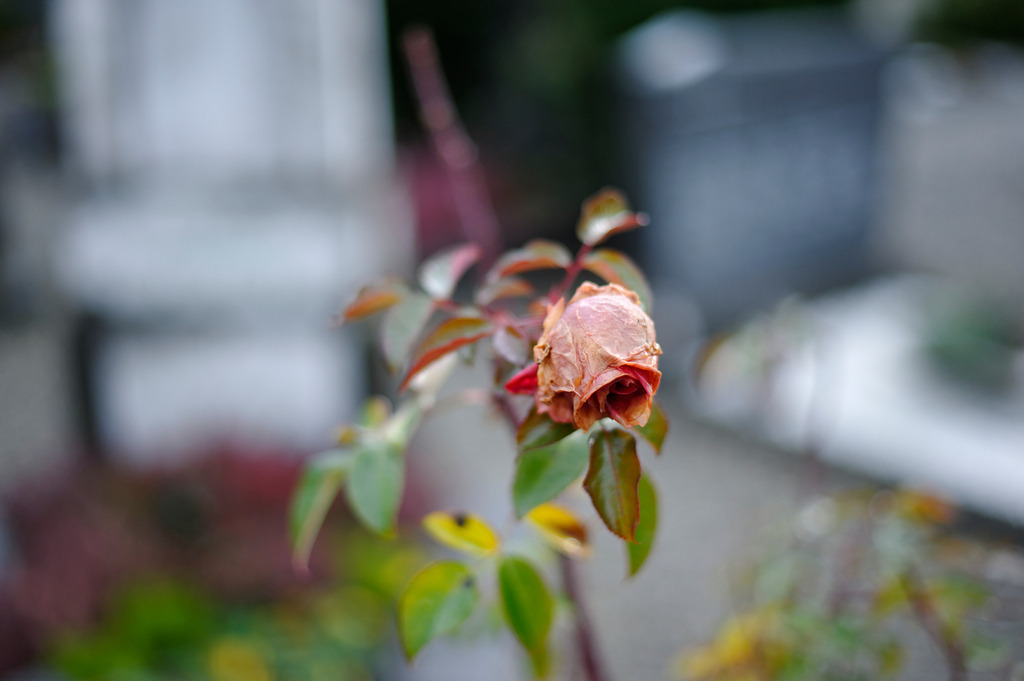 verblühte Rose im Friedhof | Dornbirn, Austria - January 04, 2012: verblühte Rose im Friedhof. - Realisiert mit Pictrs.com